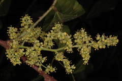 Zanthoxylum tetraspermum